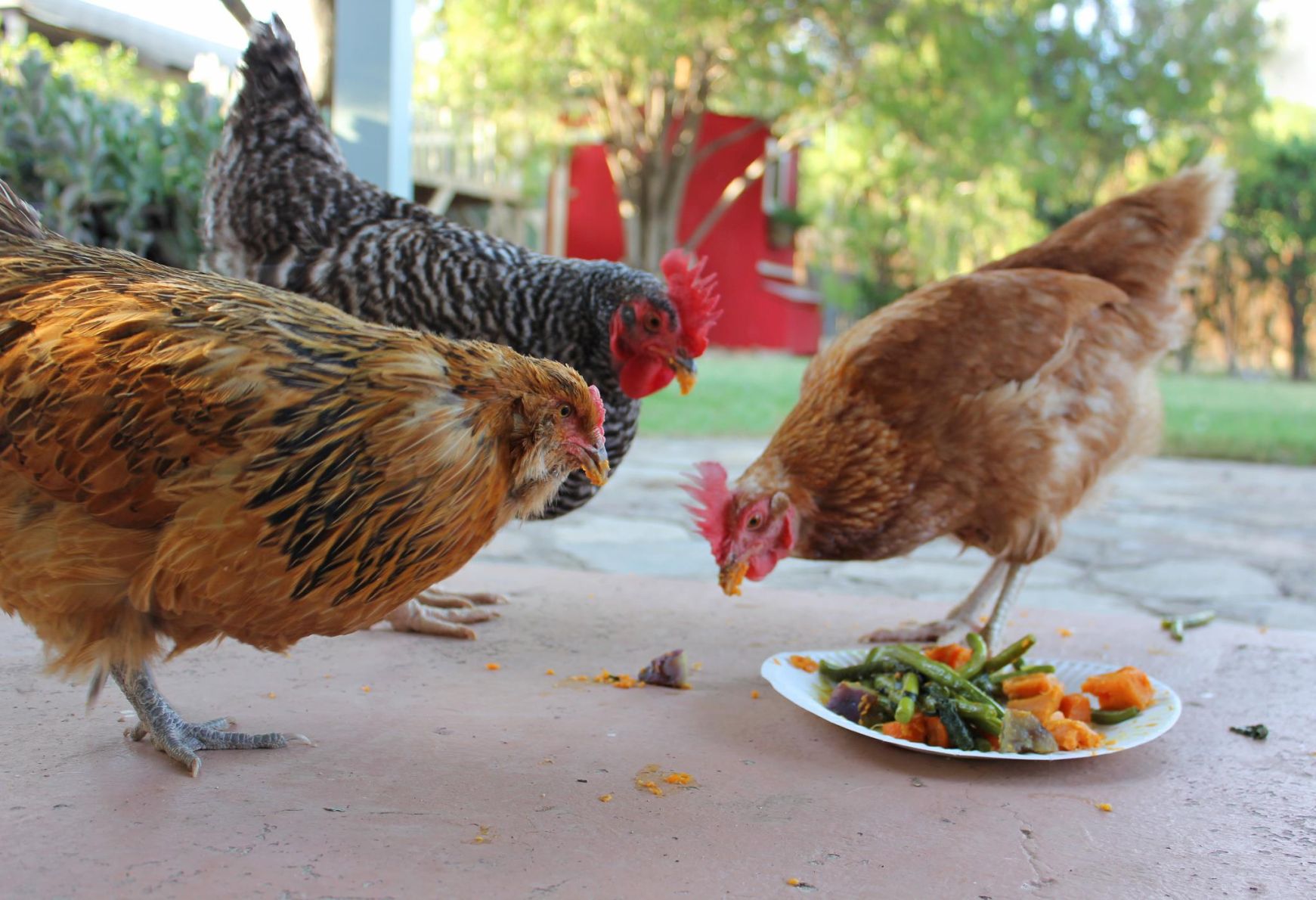 Readers show their chickens